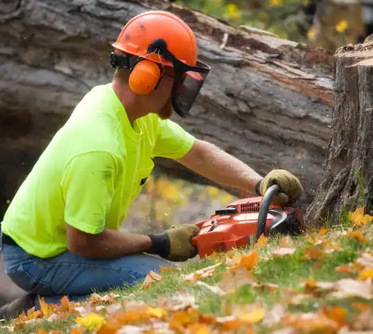 tree services Willard